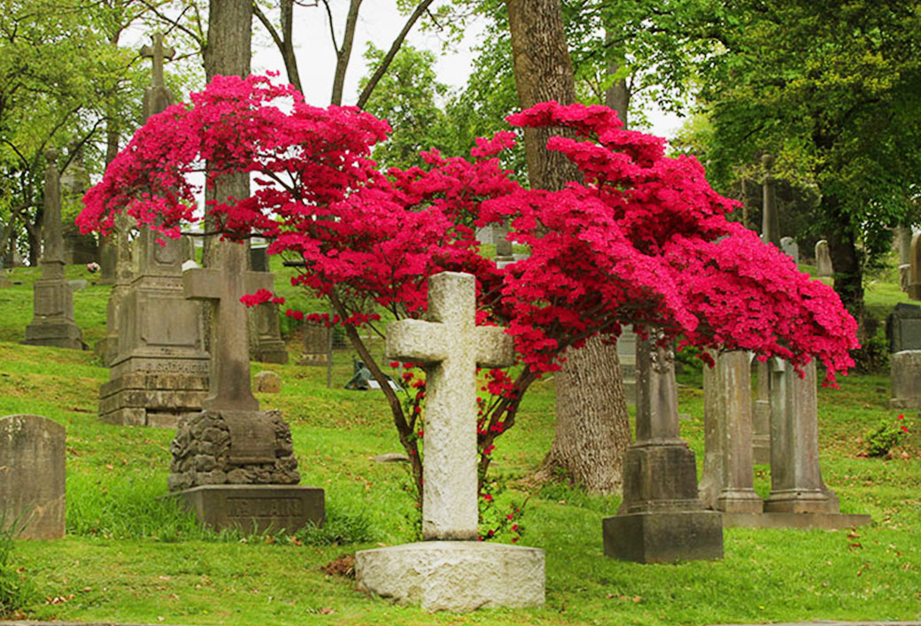 Contemplating Immortality: Reflections from Oak Hill Cemetery, Georgetown